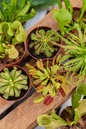 Carnivorous Plant 2” Assorted