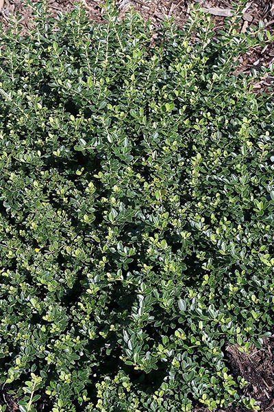 Castle Wall Holly 2G