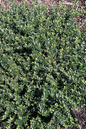 Castle Wall Holly 2G