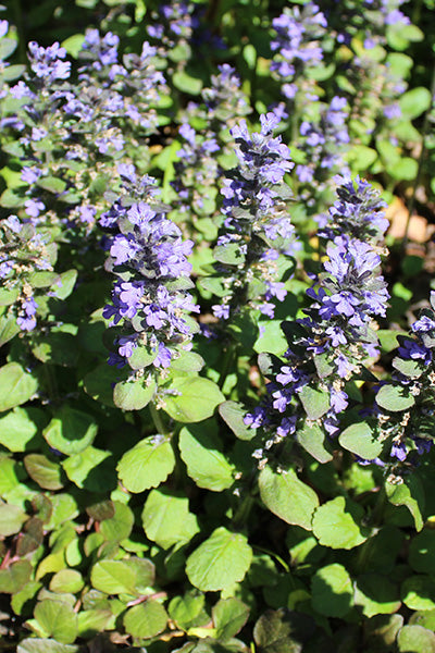 Catlin’s Giant Ajuga 1G