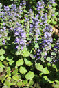 Catlin’s Giant Ajuga 1G