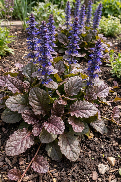 Catlin’s Giant Ajuga 4”