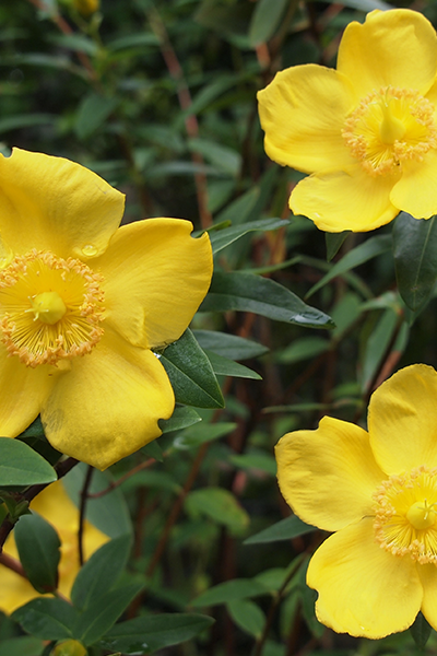 Chardonnay St. John’s Wort 2G