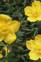 Chardonnay St. John’s Wort 2G