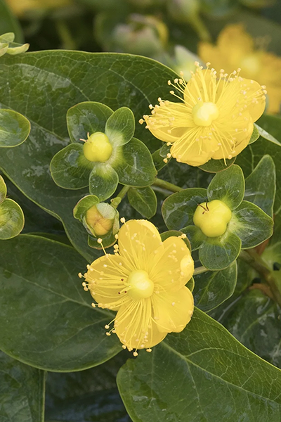 Chardonnay St. John’s Wort 2G