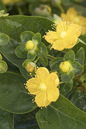 Chardonnay St. John’s Wort 2G