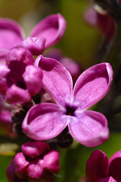Charles Joly Lilac 5G