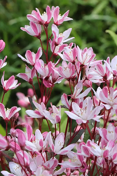 Cherry Blossom Deutzia 2G