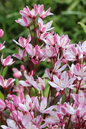 Cherry Blossom Deutzia 2G