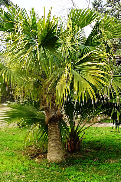 Chinese Fan Palm 14”