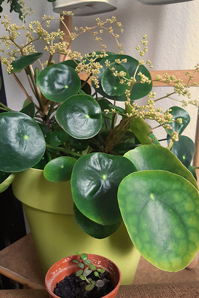 Chinese Money Plant 2”