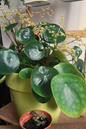 Chinese Money Plant 2”