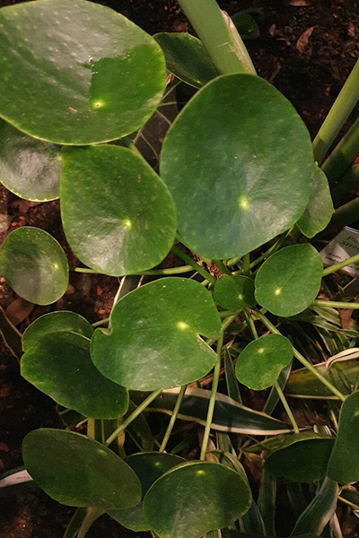 Chinese Money Plant 4”