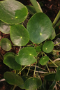 Chinese Money Plant 4”