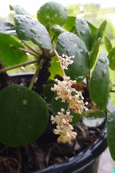 Chinese Money Plant 6”