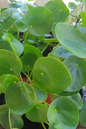Chinese Money Plant 8”