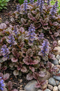 Chocolate Ajuga 4”