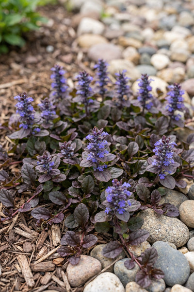 Chocolate Chip Ajuga 1G
