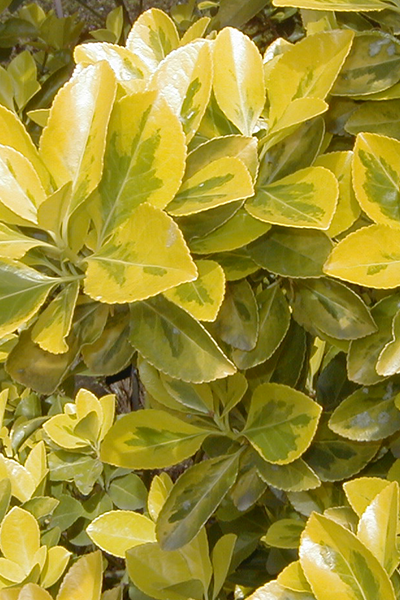 Chollipo Euonymus 2G