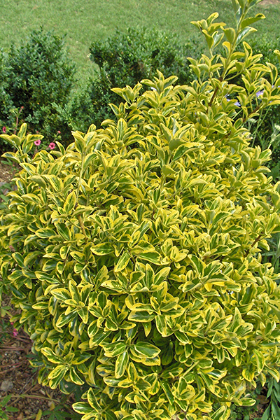 Chollipo Euonymus 5G