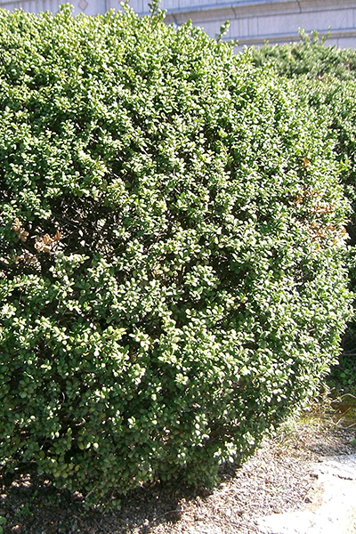 Chubby Hubby Holly 2G