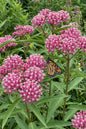 Cinderella Milkweed 1G