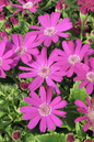 Cineraria Prim Fuchsia 6”