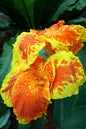 Cleopatra Canna Lily 2G