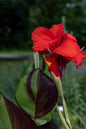 Cleopatra Red Canna Lily 2G