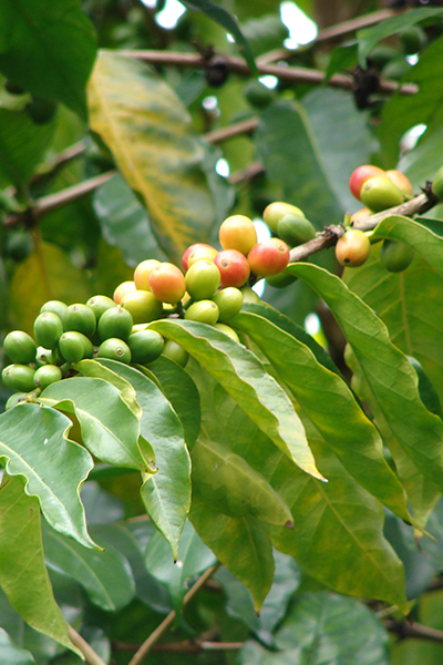 Coffee Plant 10”