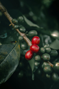 Coffee Plant 14”