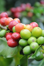 Coffee Plant 6”