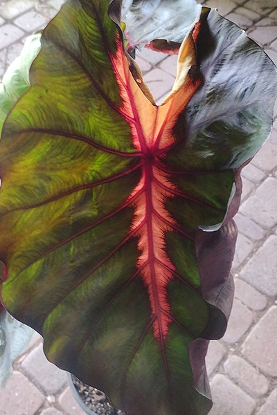 Colocasia Redemption 8”