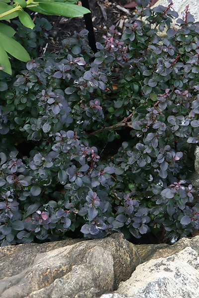 Concorde Barberry 2G