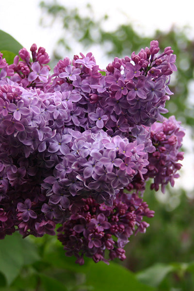 Congo Lilac 2G