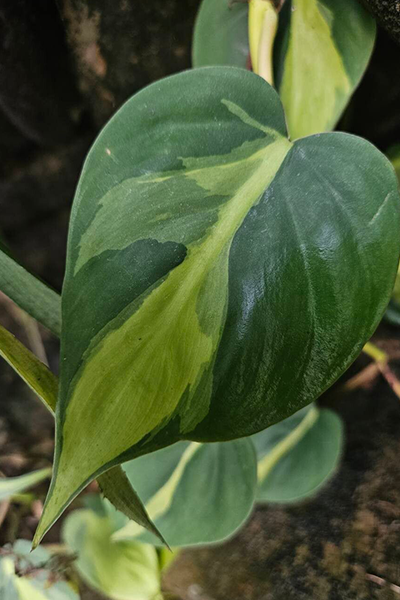 Cordatum Variegated 6”