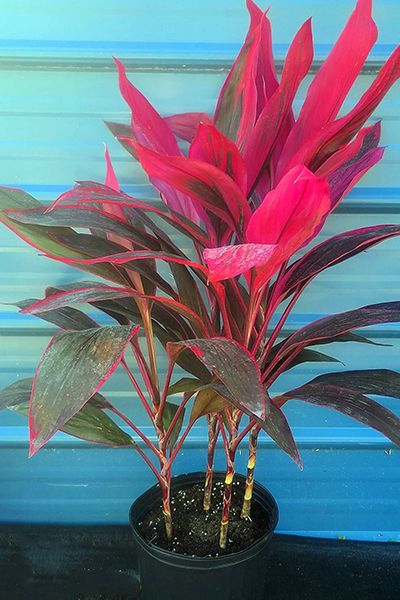 Cordyline Kiwi 10”