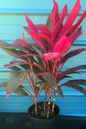 Cordyline Kiwi 10”