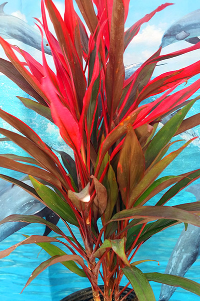 Cordyline Red Pepper 10”