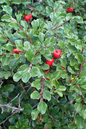Cranberry Cotoneaster 1G