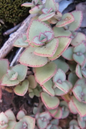Crassula Calico Kitten 4”