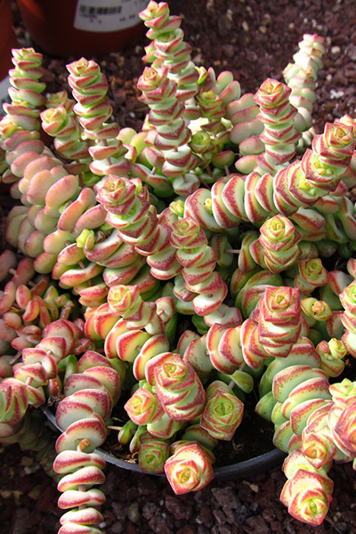 Crassula Marnieriana 2”