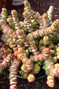 Crassula Marnieriana 2”
