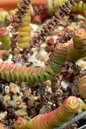 Crassula Marnieriana 4”