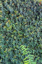 Creeping Fig 6” HB