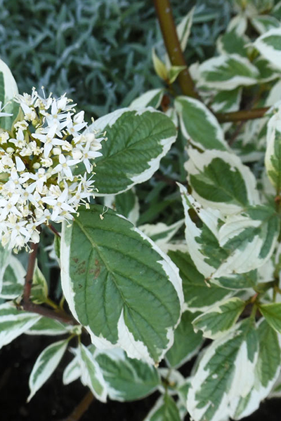Crème de Mint Dogwood 2G