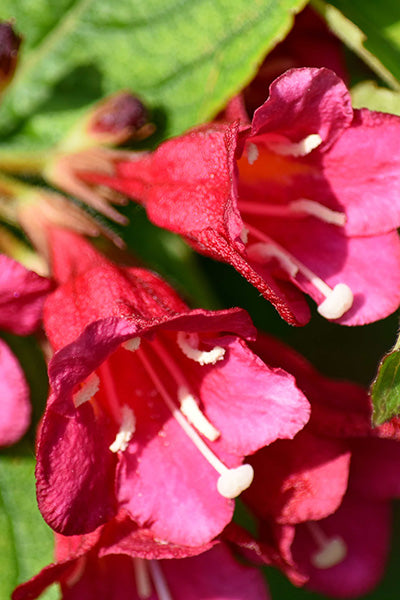 Crimson Kiss® Weigela 2G