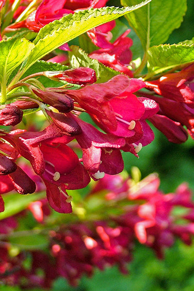 Crimson Kiss® Weigela 5G
