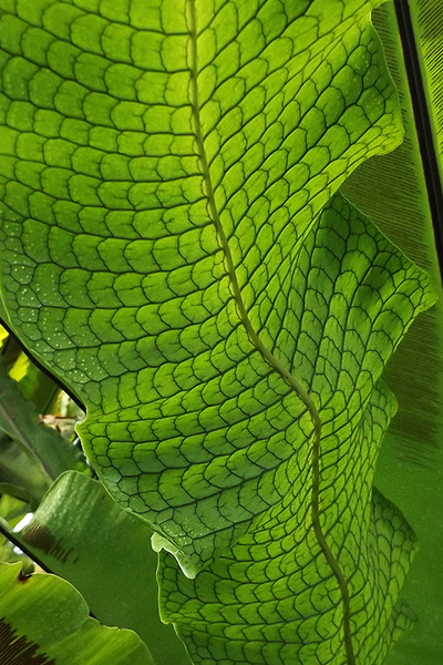 Crocodile Fern 4"