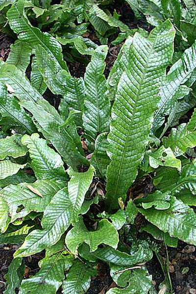 Crocodile Fern 6"